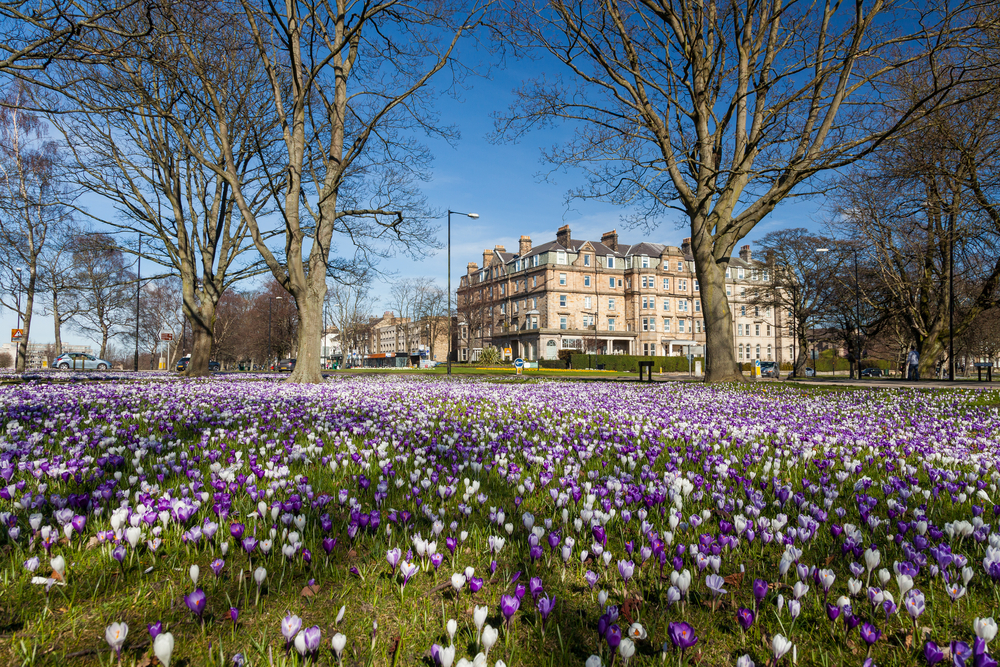 Crocuses,On,Harrogate,Stray